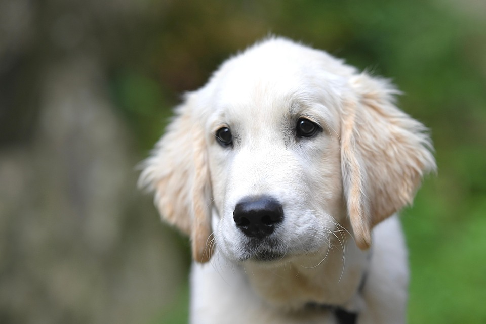 Urlaub mit Hund – die besten Reiseziele