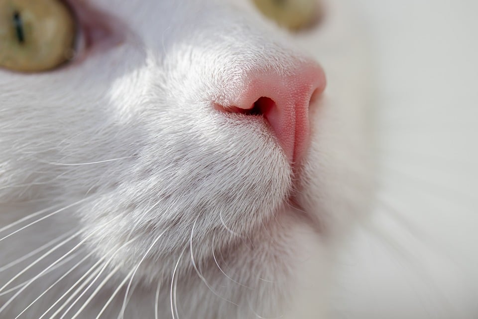 Warum Katzen jagen – auch wenn sie satt sind