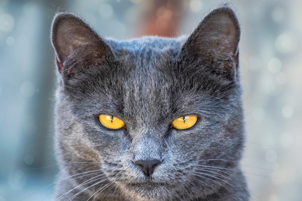 Warum kratzt meine Katze an Möbeln? Ursachen & Lösungen
