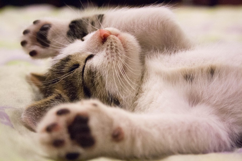 Warum schnurren Katzen? Die Geheimnisse dahinter