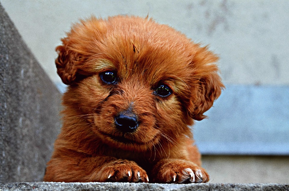 Welcher Hund passt zu mir?