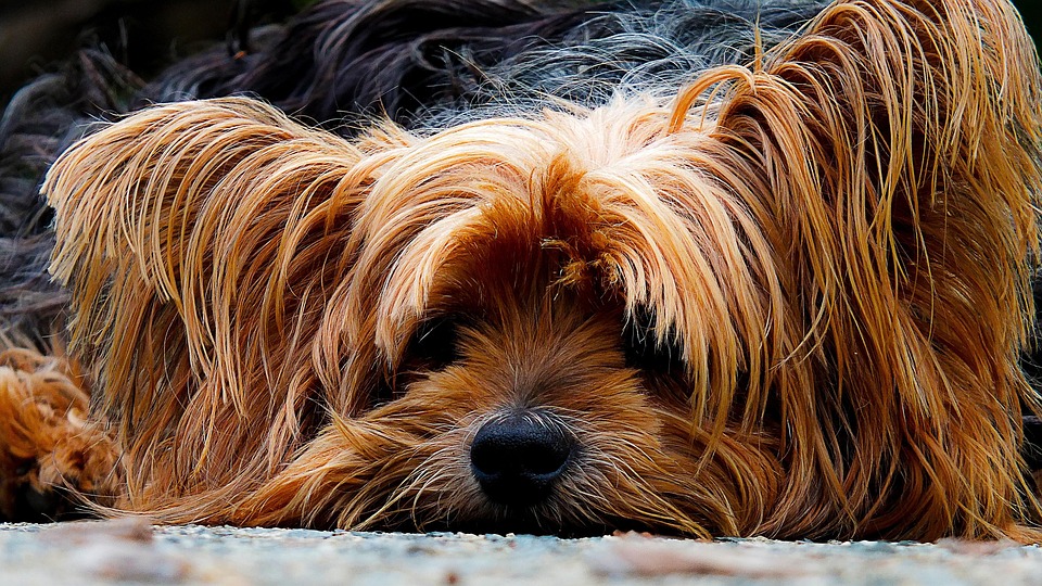 Wenn Hunde älter werden: Pflege & Ernährung