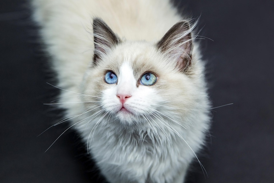 Wenn Katzen alt werden – Ratgeber für Seniorenkatzen