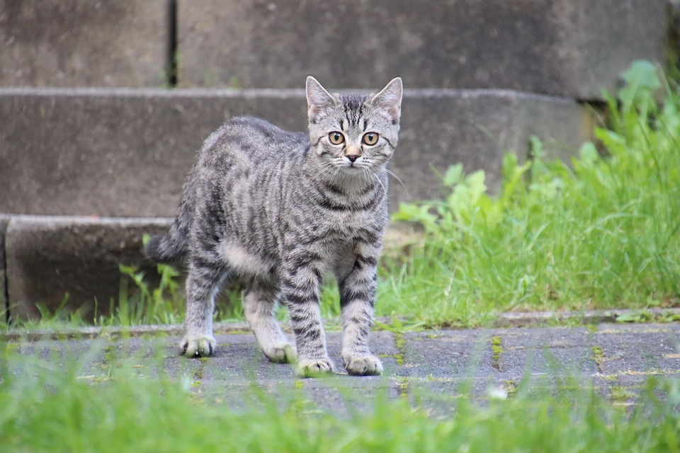 Adoption aus dem Tierheim – eine Herzenssache