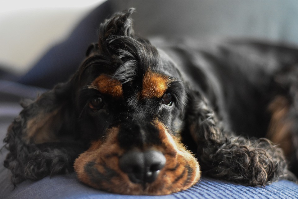 Die Wahrheit über Dominanz beim Hund