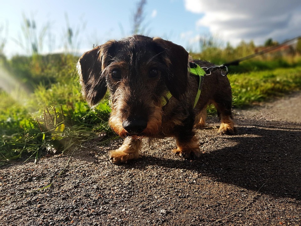 Hunde aus dem Ausland adoptieren – Erfahrungen & Tipps