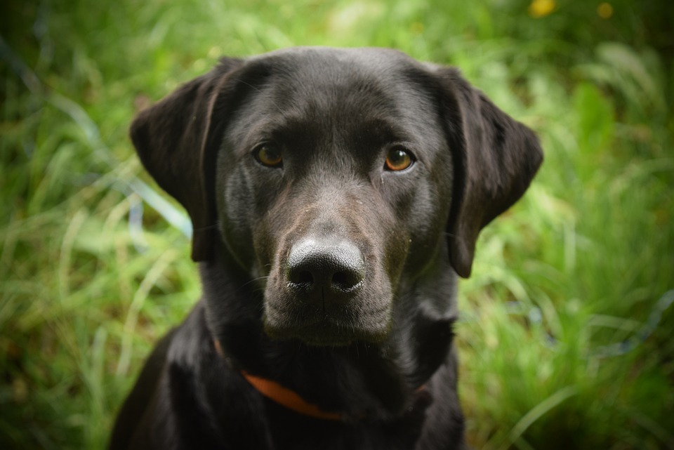 Hunde richtig auslasten – körperlich & geistig