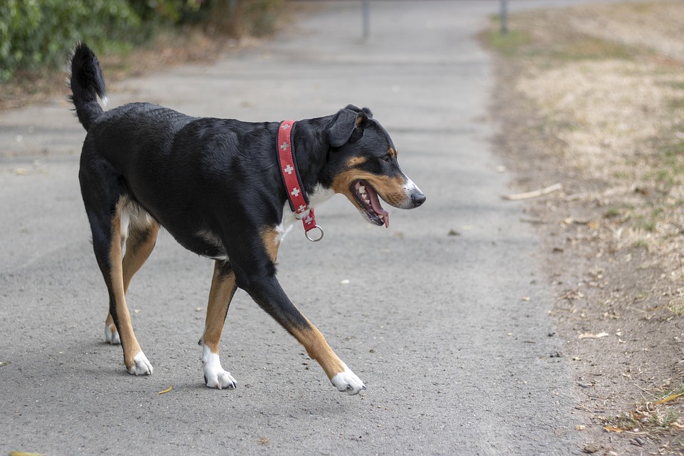 Hundezubehör im Check: Sinnvoll oder überflüssig?
