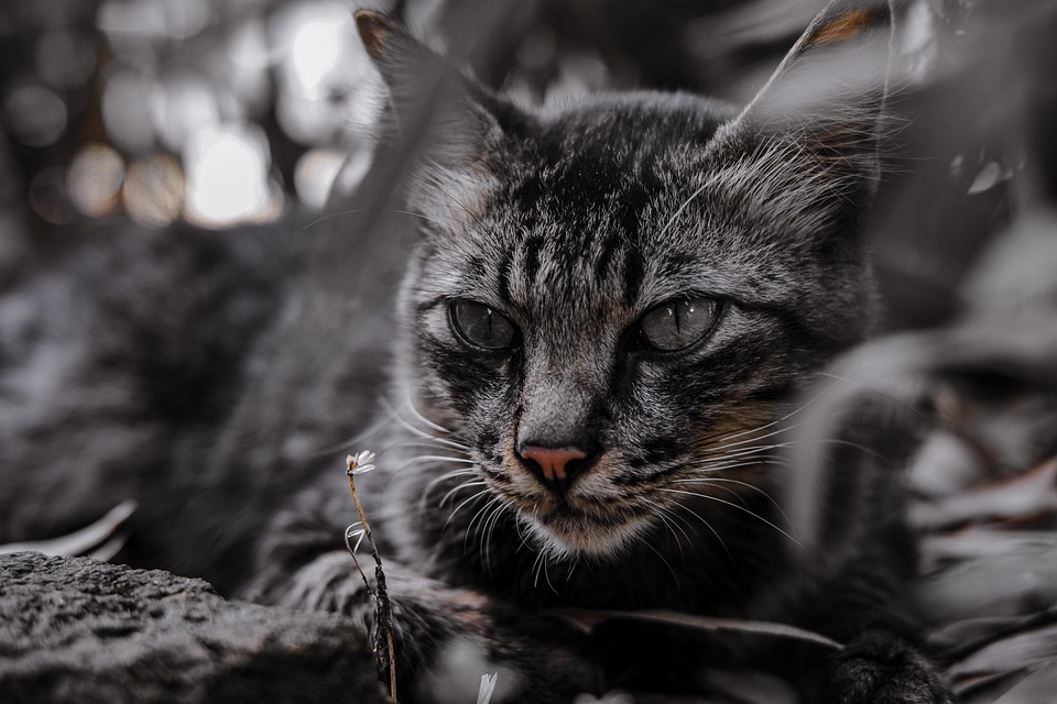 Katzen sicher transportieren – Tipps für unterwegs