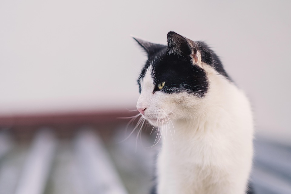 Katzenmythen auf dem Prüfstand