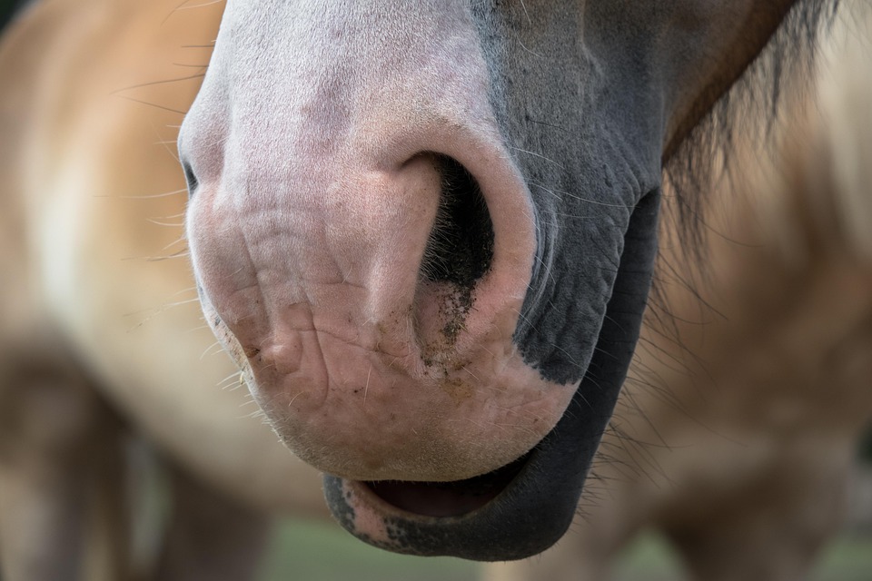 Pferdegerechte Haltung: Was wirklich zählt