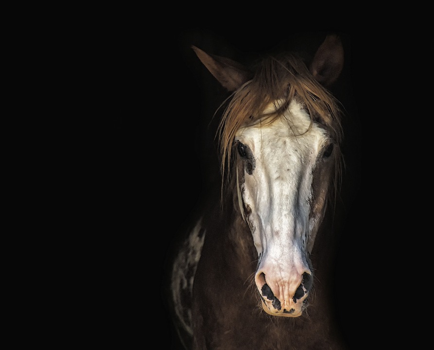 Pferderassen im Porträt: Vom Shire Horse bis zum Fjord