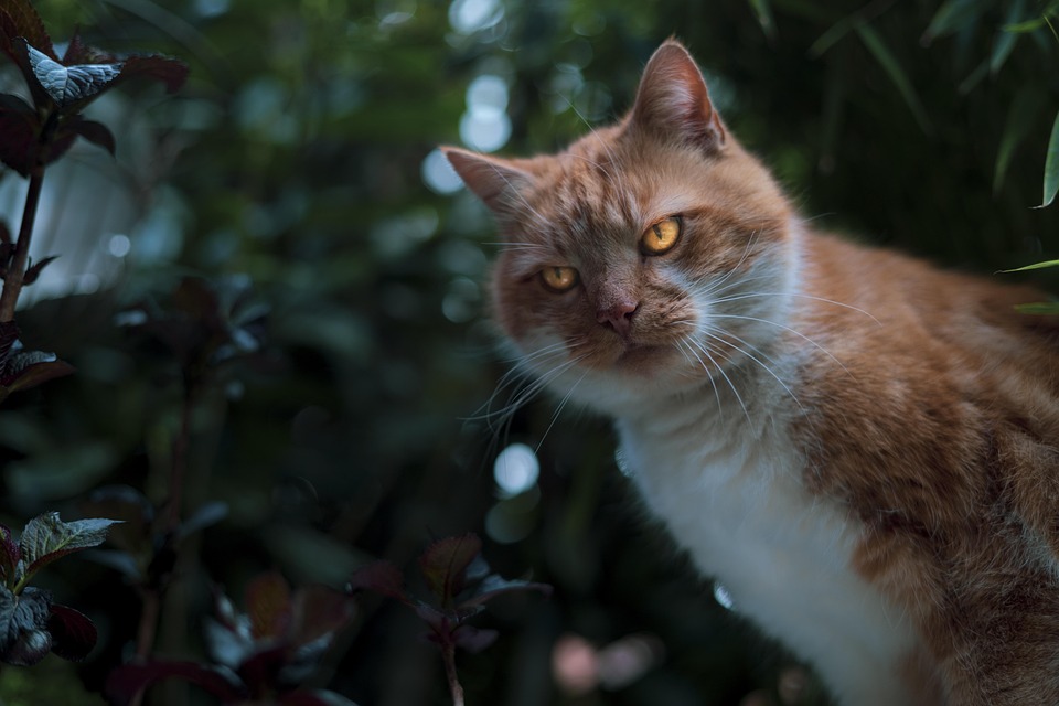 Schlafplätze für Katzen: Was wirklich zählt