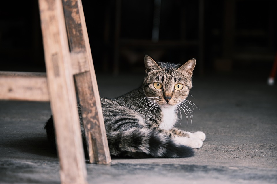Tierische Freundschaften: Katze und Hund im selben Haus