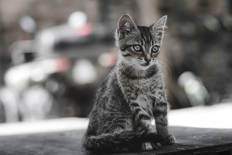 Warum Katzen nachts aktiv sind
