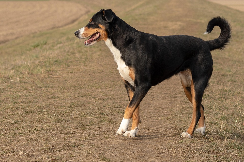 Wie Hunde Trauer zeigen – und was du tun kannst