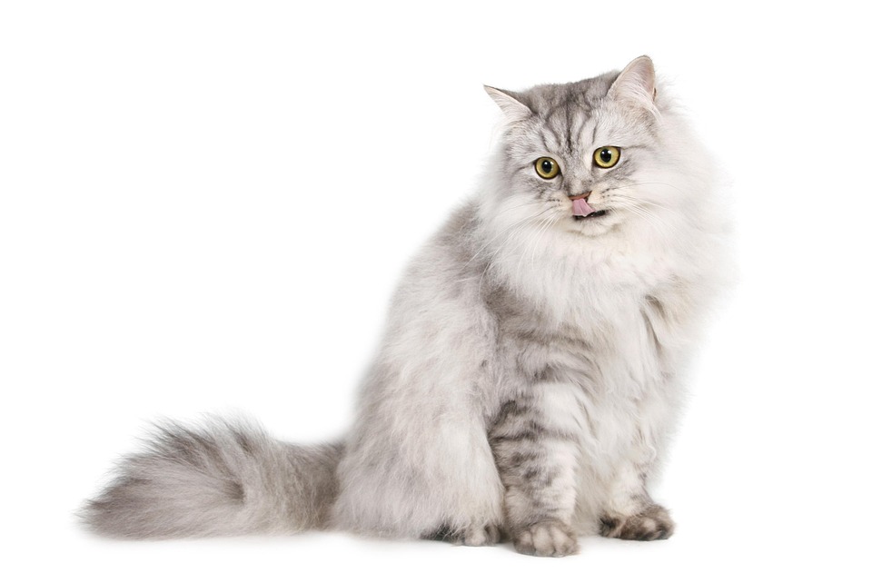 Zusammenführung von Katzen – so klappt’s