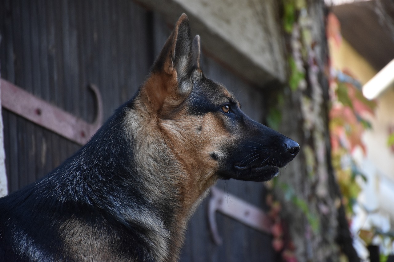 Schäferhund: Der treue Begleiter – Alles über Herkunft, Pflege und Erziehung!