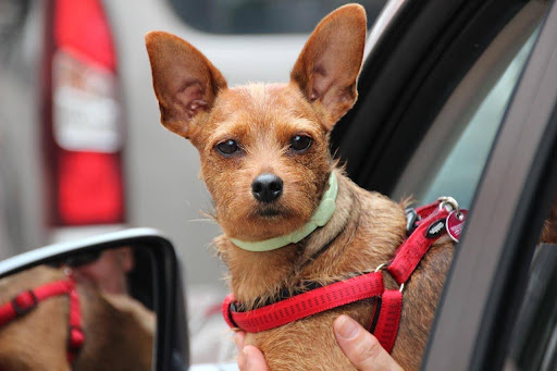 Sicher unterwegs mit dem Hund im Auto