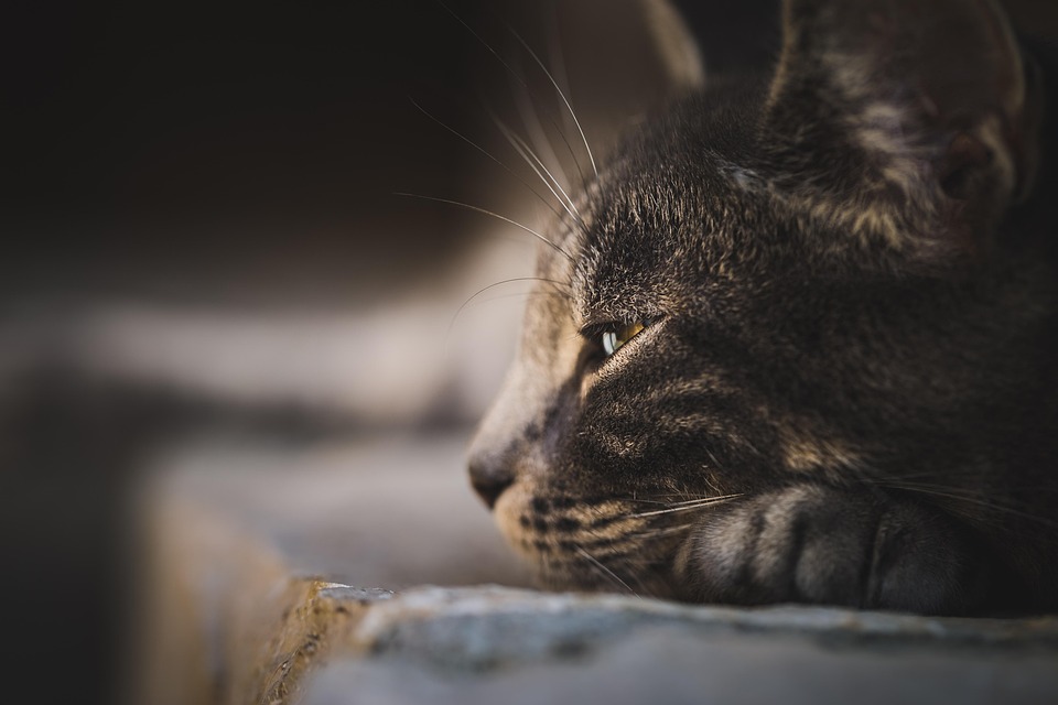 Alleinbleiben bei Katzen – wie viel Nähe brauchen sie wirklich?