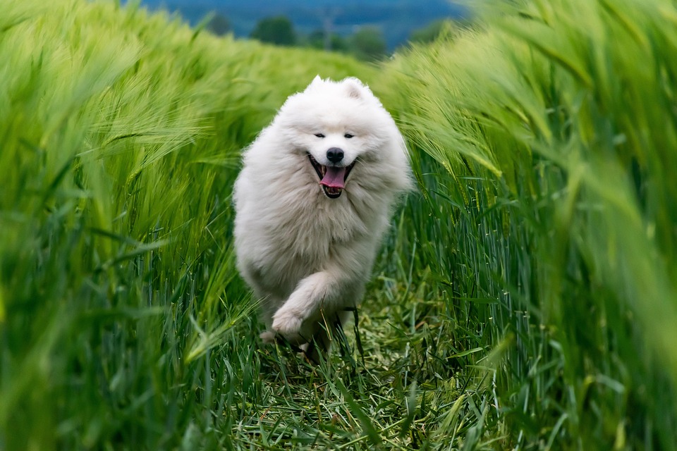 Alleinbleiben lernen – so vermeidest du Stress beim Hund