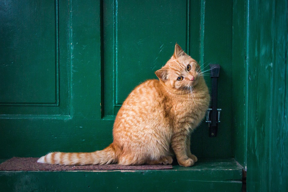 Balkon katzensicher machen – worauf du achten musst