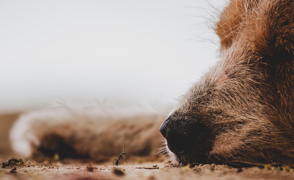 Darf der Hund ins Bett? Eine ehrliche Abwägung