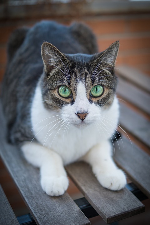 Erbrechen bei Katzen – wann du handeln solltest