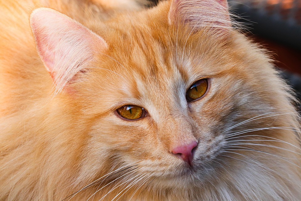 Erste Hilfe für Katzen – das solltest du wissen