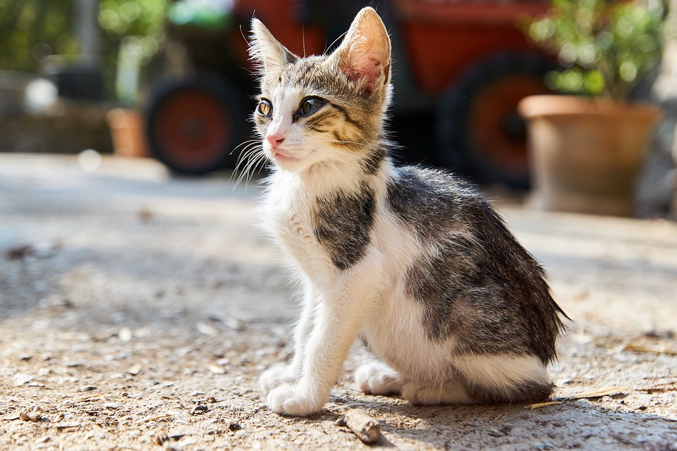 Giftige Pflanzen für Katzen – diese Arten sind gefährlich