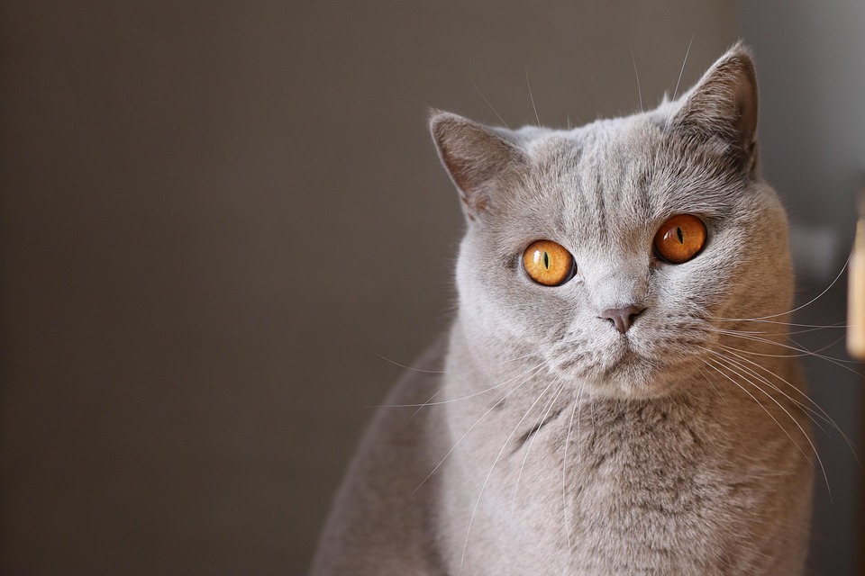 Hauskatze im Sommer – so vermeidest du Hitzestress