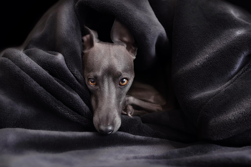 Hund allein zu Hause – wie lange ist vertretbar?