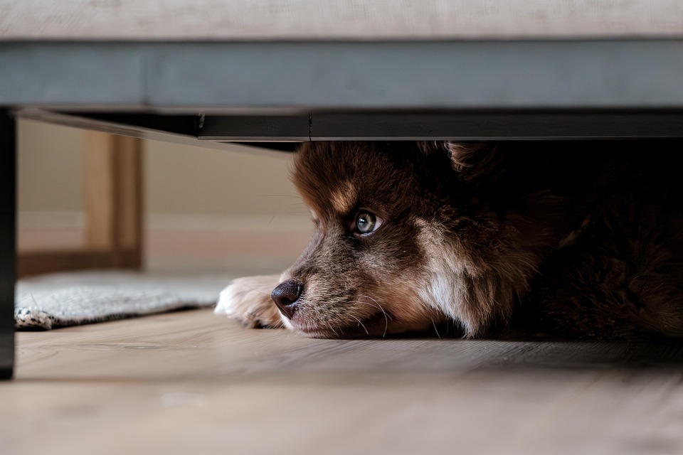 Hund im Büro – klappt das wirklich?