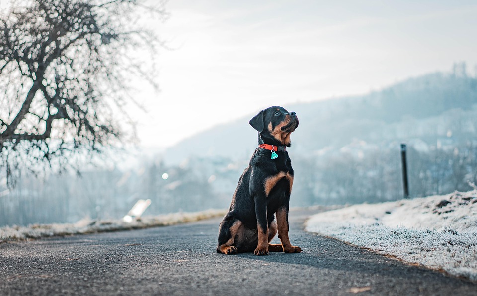 Hundebegegnungen entspannt meistern