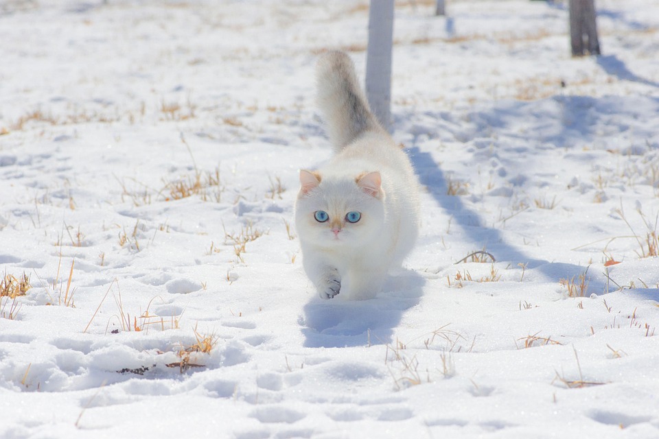 Jagdspiele für Katzen – artgerecht spielen statt langweilen