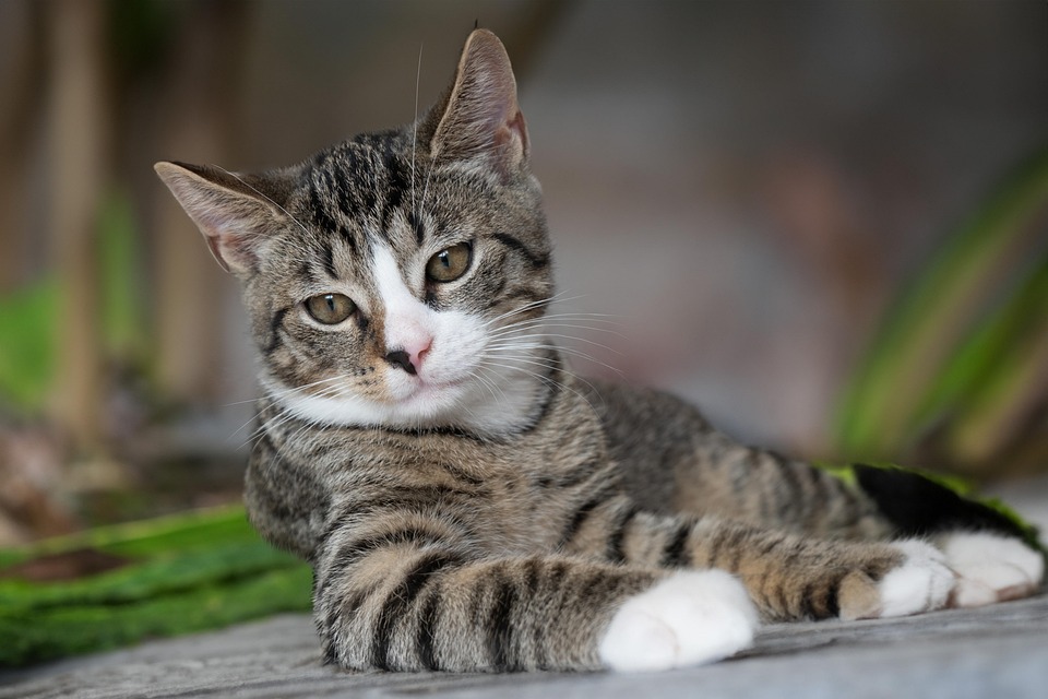 Kastration bei Katzen – Zeitpunkt