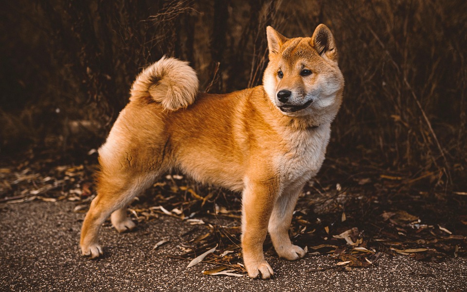 Kastration beim Hund – sinnvoll oder nicht?