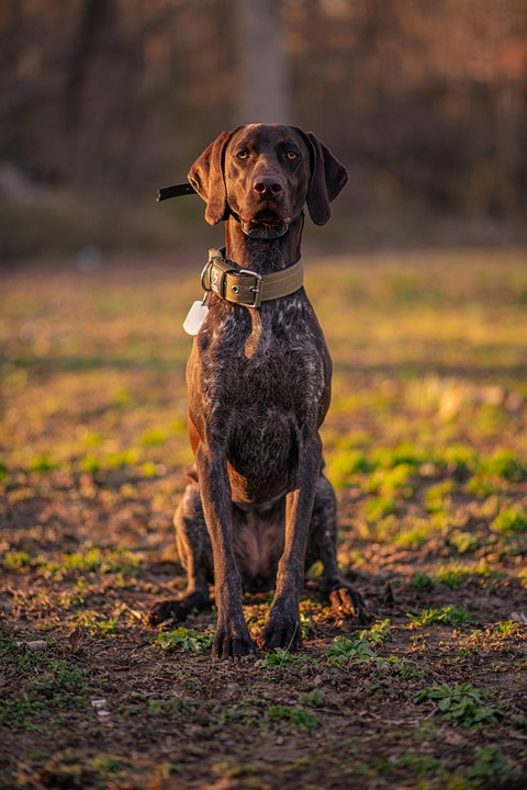 Magen-Darm-Probleme beim Hund – häufige Ursachen und Hilfe