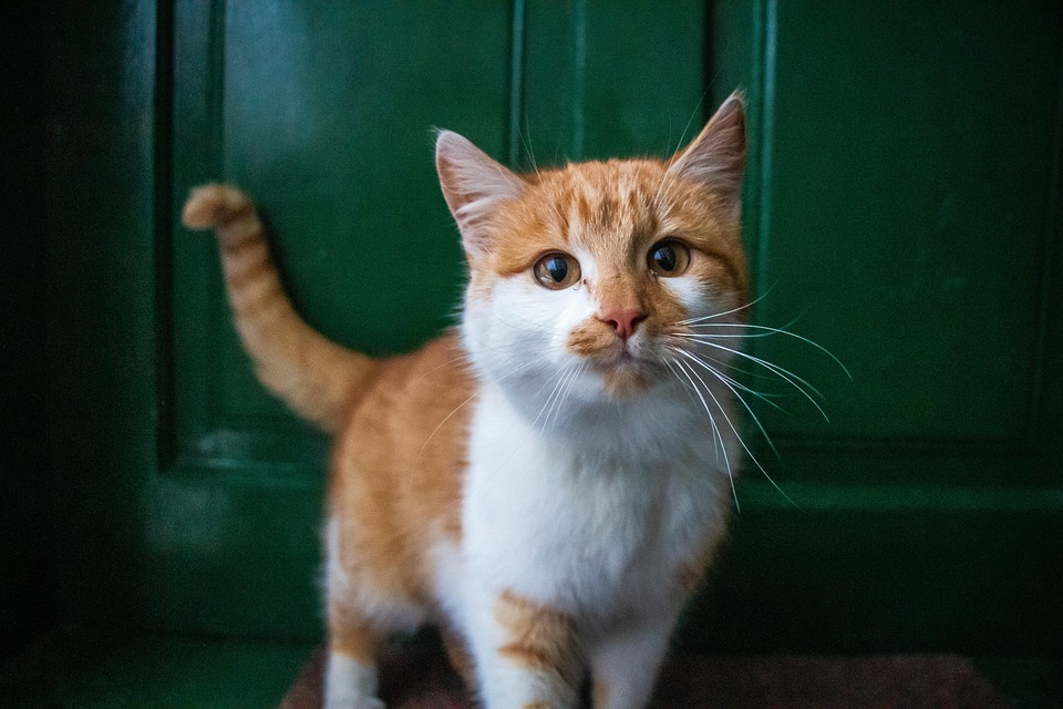 Mehrere Katzen in der Wohnung – wann es gut funktioniert
