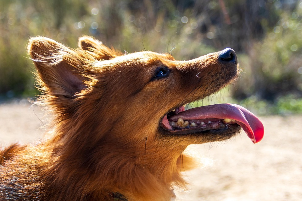 Mehrhundehaltung – wann sie funktioniert und wann nicht