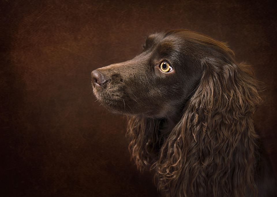 Mein Hund zieht an der Leine – was wirklich hilft