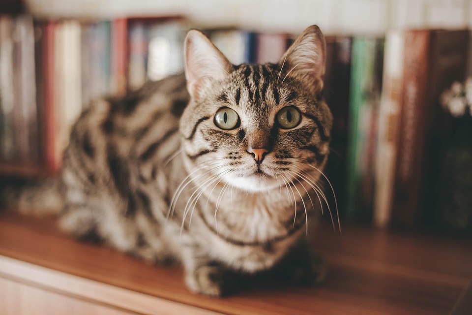 Notfall Katze – wann sofort zum Tierarzt?