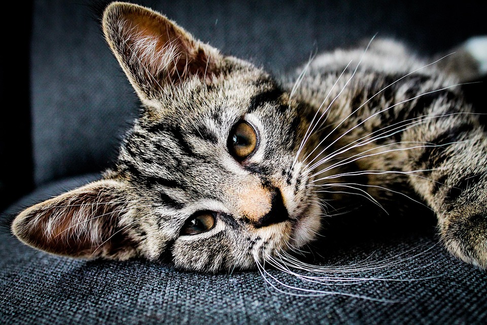 Parasiten bei Katzen – Flöhe