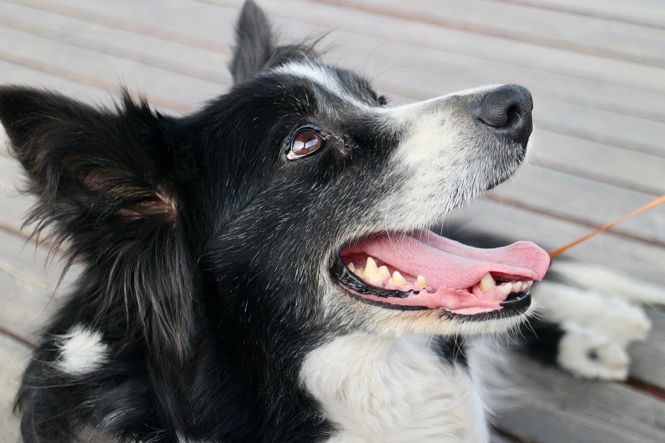 Richtig spielen mit dem Hund – ohne Überdrehen