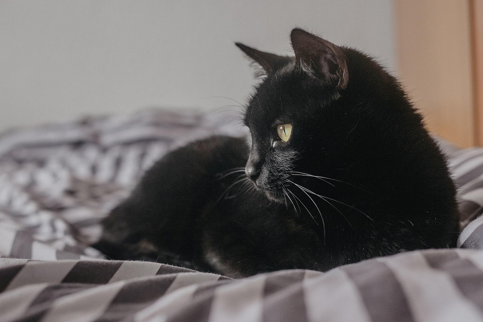 Rohfütterung bei Katzen – sinnvoll oder riskant?