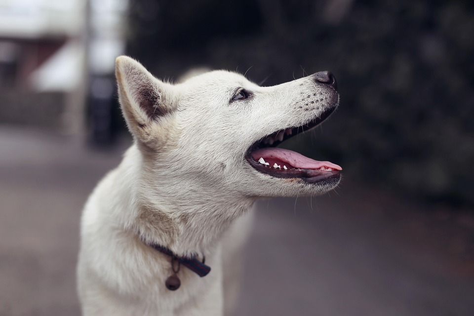 Schlafverhalten beim Hund – was normal ist und was nicht