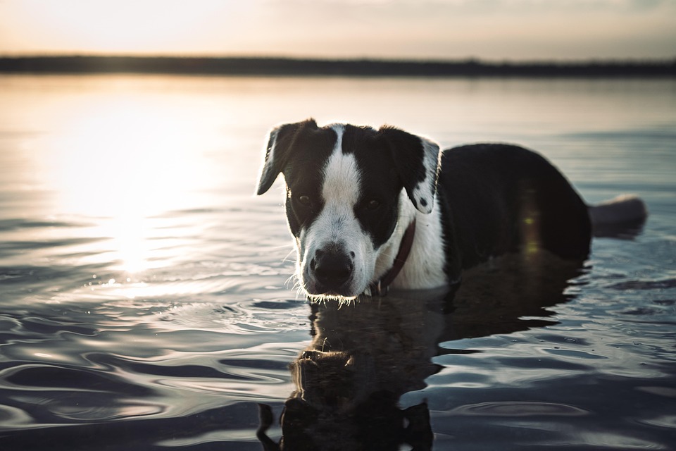Second-Hand-Hund: Neustart mit Vergangenheit