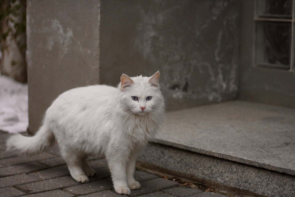 Seniorenkatzen beschäftigen – passend statt anstrengend