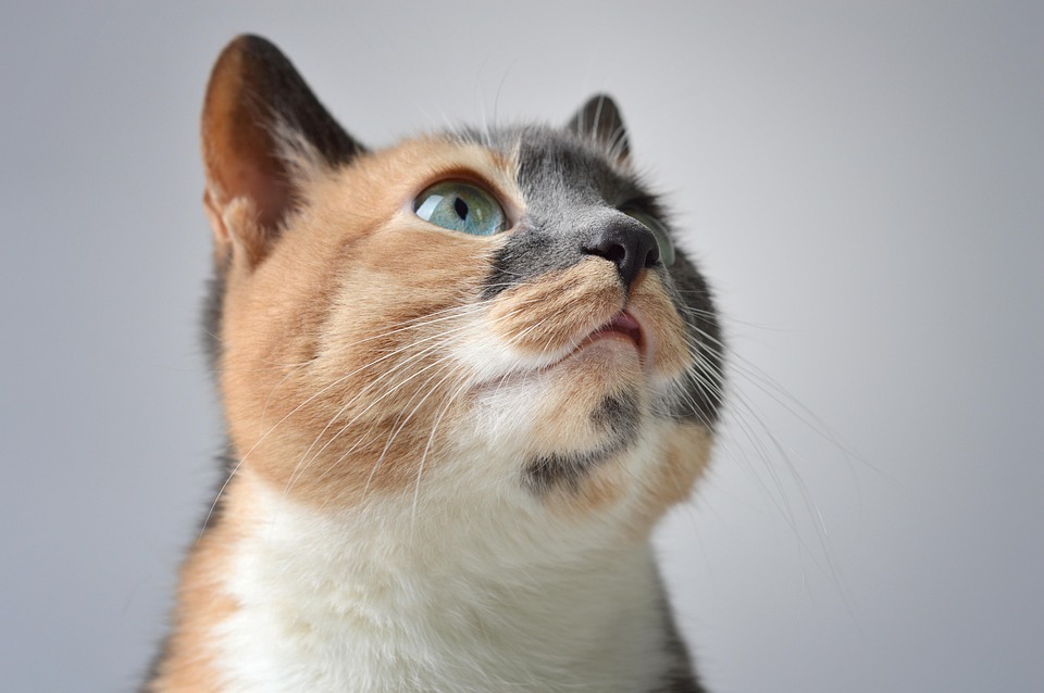 Stress bei Katzen erkennen und reduzieren