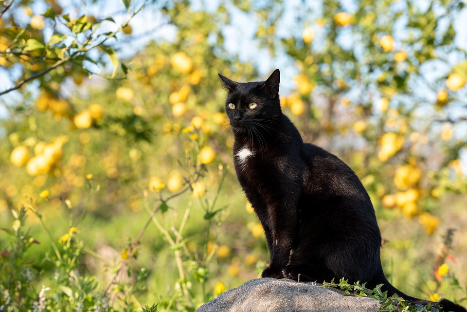 Übergewicht bei Katzen erkennen und vermeiden